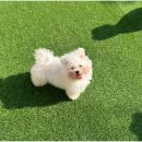 대구애견호텔 애견유치원 모여라솜뭉치 본점 이미지