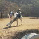 밸런스독 이미지