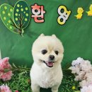 부산애견호텔 강아지유치원 펫퍼센트&코모네하우스 이미지