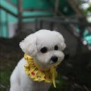 포리애견 이미지