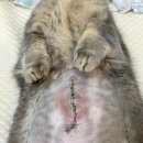 개복당 | 고양이 이물질 삼킴 개복수술 후기 (수술 주변부 붉어짐, 당일 퇴원 후 5일간 사진)