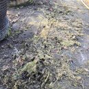 나도 밀양에서 피트모스 생산 이미지