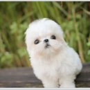 광주강아지분양 펫블리 애견 샵 이미지