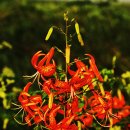 석양풍경 이미지