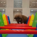 마마스미독펜트하우스 광주애견유치원&애견호텔 본점 이미지