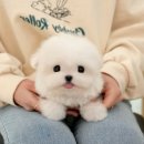 광주강아지분양 고양이분양 미유펫 본점 | 나주강아지분양 든든함이 느껴지는 미유펫