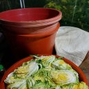 절임배추 예약 이미지