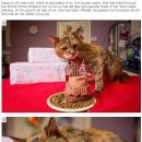 기네스가 인정한 세계 최고령 고양이 이미지