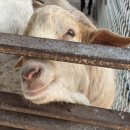 우송농장 이미지