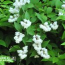 만첩