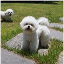 미니퍼피 이미지