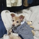 하이펫동물병원 이미지