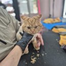 도도 Grooming | 방학동 고양이 무마취미용 후기 | 3mm 장화컷 스타일 완성!