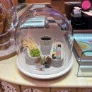 루피네 | 부산 서면중앙점 베스킨라빈스 l 잔망루피케이크 후기