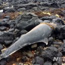 제주 비양도 갯바위서 보호종 '남방큰돌고래' 사체 발견 이미지