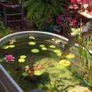 연못이 있는 집 이미지