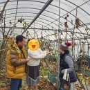 달보드레 무화과농장