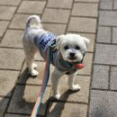 삼성펫클리닉 이미지