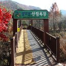 한국의 앙코르왓트라 불리는 대전 상소동 산림욕장 이미지