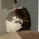 길냥이 범백일지…