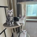 라마지샤 이미지