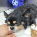 와니동물병원 이미지