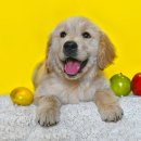 왕십리동물병원 이미지