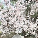 매화1길 이미지