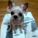 8월의 강아지 이미지