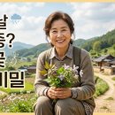 우리약업사 | 비 오는 날 무릎 쑤시다는 아빠, 으아리꽃 뿌리(위령선)로 챙겨드린 후기
