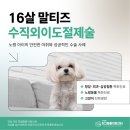 동물병원 The 개치동 | 송파구동물병원,16살 말티즈 수직외이도 절제술