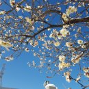 지랄돼지 이미지