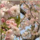 20)1. 莊子장자 外篇외편 第20篇 山木(산목)(第1章)/滿財覆만재복/국제적 무질서,이란戰,변덕 외교,3중 쇼크,플라스틱 부족 사태, 이미지
