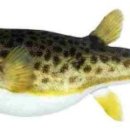 하돈(河豚) = 복어=blowfish, Pufferfish 이미지