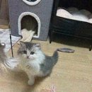 대전 고양이분양 퍼스트캣 대전점 이미지