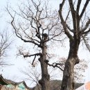 보호수광장 이미지