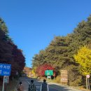 제비원로 | 가을 단풍구경 당일치기 안동여행코스 맛집 카페 : 포항 - 도산서원 - 안동 구시장 - 말콥버거 - 카페 허