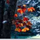 박플란트치과의원 이미지