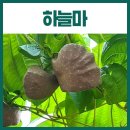 영천열매마농장 | 하늘마 먹는법 생으로? 효능 부작용 후기 가격