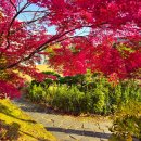 성균관대학교 은행나무 단풍현황 이미지