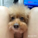 경동유치원 | 도그어스플래닛 노견 훈련 후기 : 분리불안 오해? 서열 문제 해결!