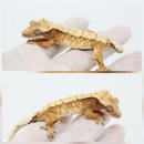 게코아지트크라운렙타일 | [쩡게코]콜라보의 장단점에 대해 알아봅시다. (+매장에 새로운 변화를 줘보겠습니다.)