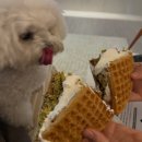 쌍용카매니아 | 카페인중독 두바이와플 후기 (어플로 주문 성공하는 방법)