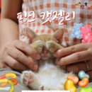 핑크젤리 이미지