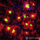 [BRIC 뉴스레터] 믿기 힘든 과학의 이정표: 화이자/바이오엔텍, COVID 백신 임상시험 결과 업데이트
