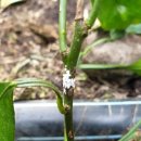 깍지벌레 톡토기 등 친환경박멸 이미지