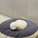 강아지유치원CAREDOGS