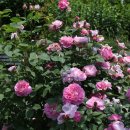 가든키친(Garden Kitchen) 이미지