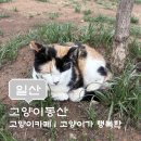 더벤티고양동산점 | [고양 덕양구 가볼만한곳] 고양이동산 후기｜사람보다 고양이가 더 편안해 보였던 고양이 카페
