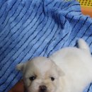 글로리 폭스 꼬똥 이미지